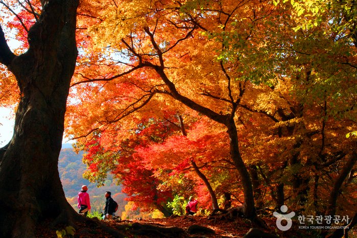 [Jeollabuk-do] Seonunsan Mountain [National Geopark] (선운산 (전북 서해안 국가지질공원))