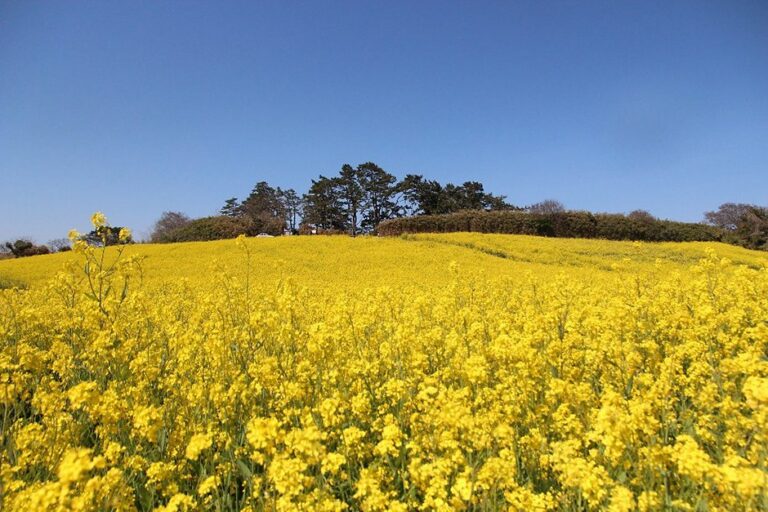 [Jeollabuk-do] Suseongdang Canola Field (수성당유채꽃)