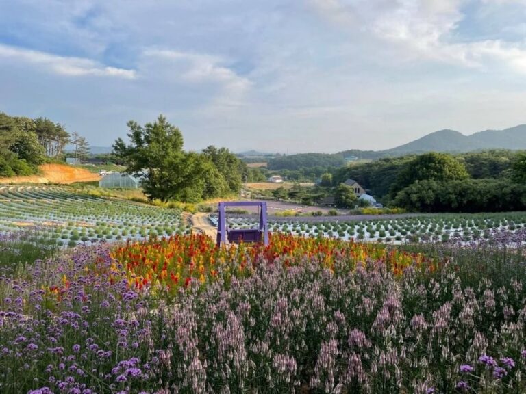 [Jeollabuk-do] Gochang Blue Farm Lavender Festival (고창청농원 라벤더 축제)