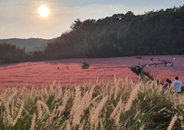 [Jeollabuk-do] Gochang Blue Farm Pink Muhly Season (고창청농원 핑크뮬리시즌)