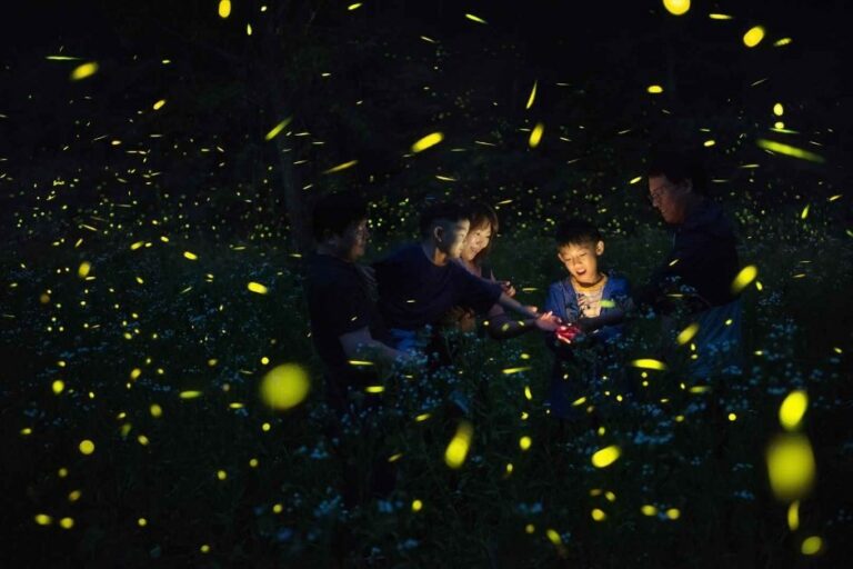[Jeollabuk-do] Muju Firefly Festival (무주반딧불축제)