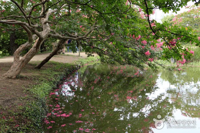 [Jeollanam-do] Myeongokheon Garden (담양 명옥헌 원림)