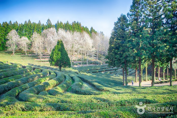 [Jeollanam-do] Daehan Dawon Tea Plantation (대한다원)