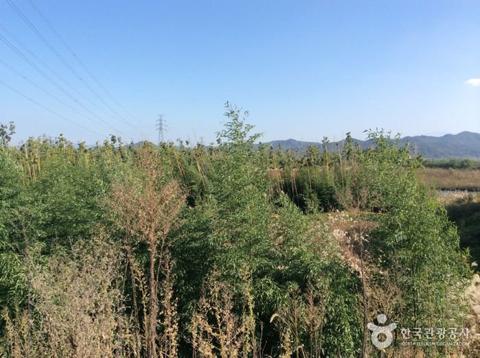 [Jeollanam-do] Damyang Bamboo Forest (Damyang Marsh) (담양대나무숲 – 담양습지)