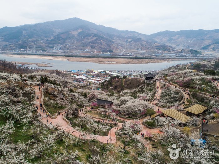 [Jeollanam-do] Gwangyang Maehwa Village (광양 매화마을)