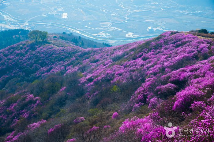 [Jeollanam-do] Yeosu Yeongchwisan Mountain (영취산 (여수))