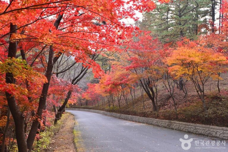 [Jeollanam-do] Baegasan Recreational Forest (백아산자연휴양림)