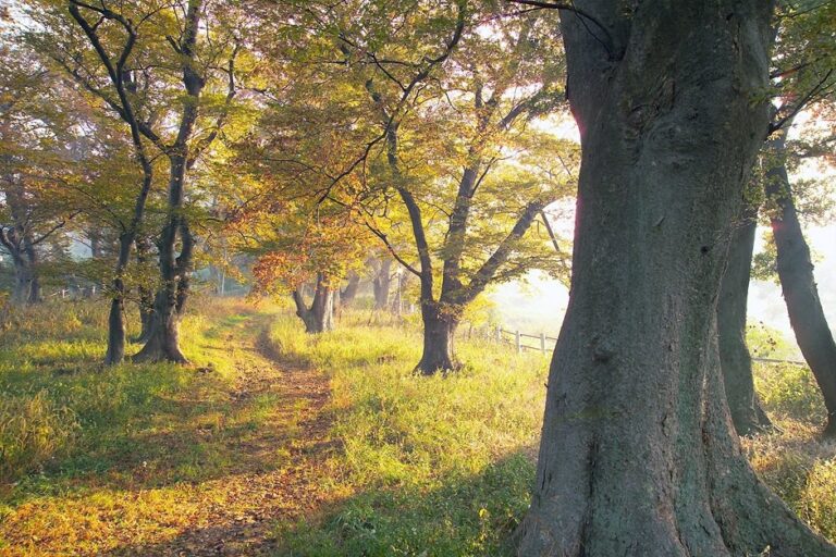[Jeollanam-do] Supjaengi Garden (숲쟁이공원)