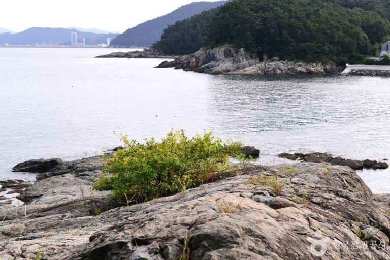 [Jeollanam-do] Mosageum Beach (모사금해수욕장)