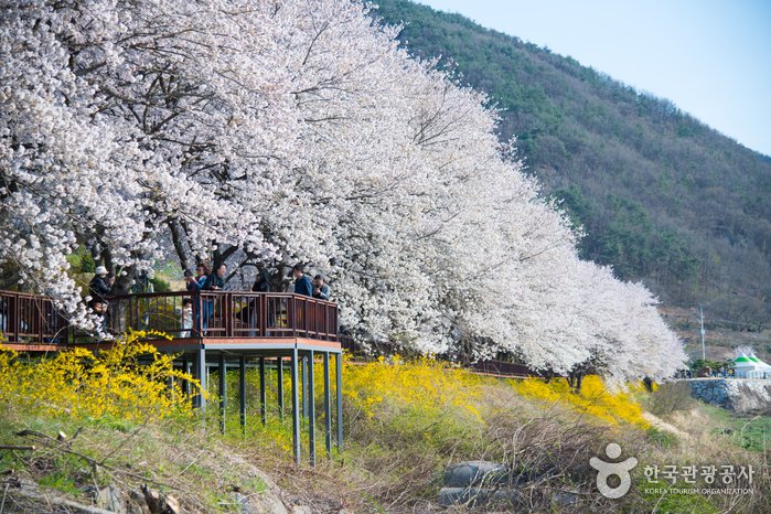 [Jeollanam-do] Gurye Seomjingang Cherry Blossom Trail (구례 섬진강 벚꽃길)