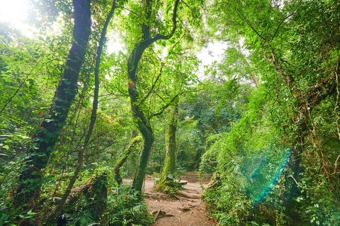 [Jeju] Hwansang Gotjawal Forest (환상숲곶자왈공원)