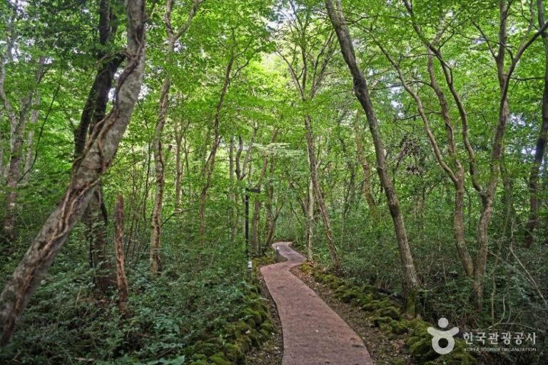 [Jeju] Gyorae Natural Recreation Forest (교래자연휴양림)