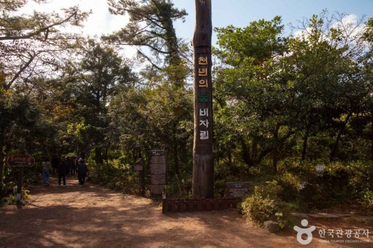 [Jeju] Bijarim Forest (비자림)