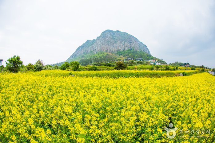 [Jeju] Sanbangsan Mountain (Jeju) (산방산(제주))
