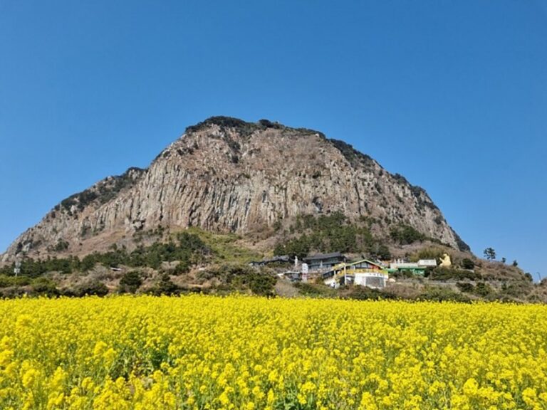 [Jeju] Sanbangsan Canola Field (산방산유채꽃밭)