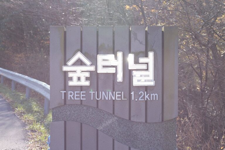 [Jeju] 5.16 Tree Tunnel (Road 5.16 Forest Tunnel) (5.16도로숲터널)