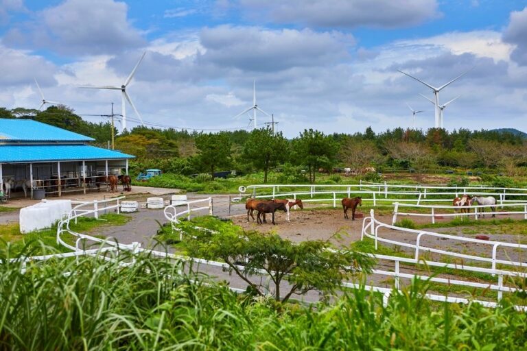 [Jeju] Jeju Horse Park (조랑말체험공원)
