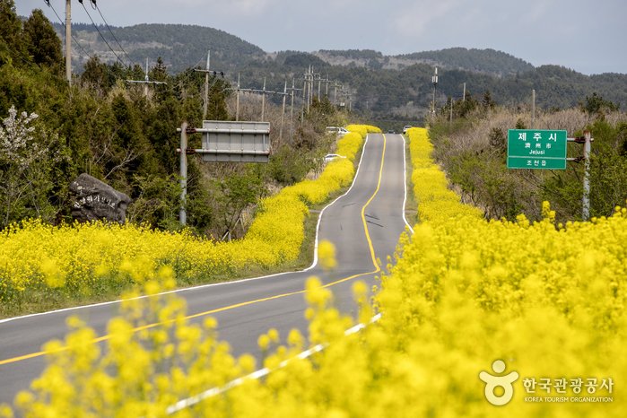 [Jeju] Seogwipo Gasiri Village (Noksan-ro Canola Flower Road) (서귀포 가시리마을 (녹산로 유채꽃도로))