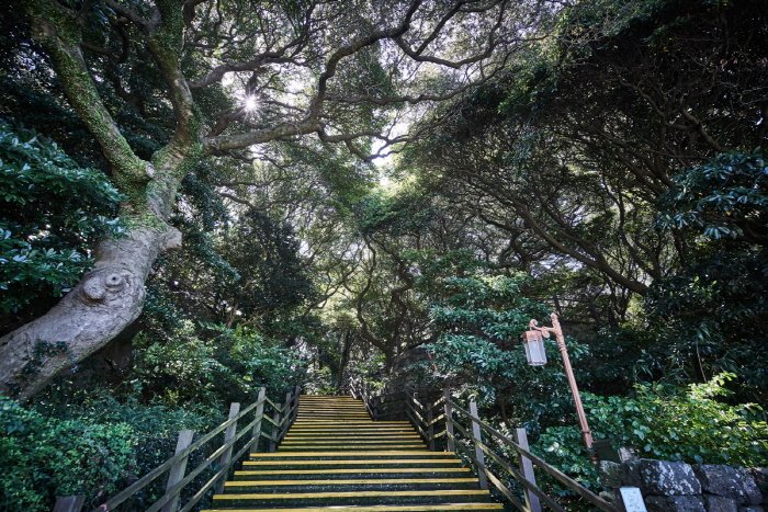 [Jeju] Geumsan Park (Nabeup Subtropical Forest Zone) (금산공원 (납읍난대림지대))