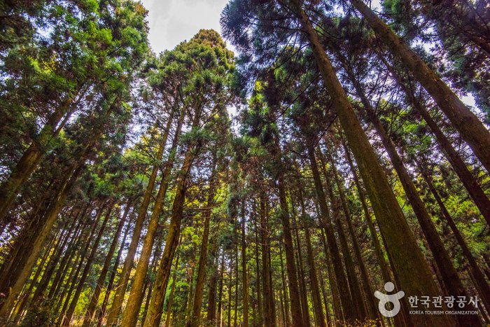 [Jeju] Saryeoni Forest Trail (사려니숲길)